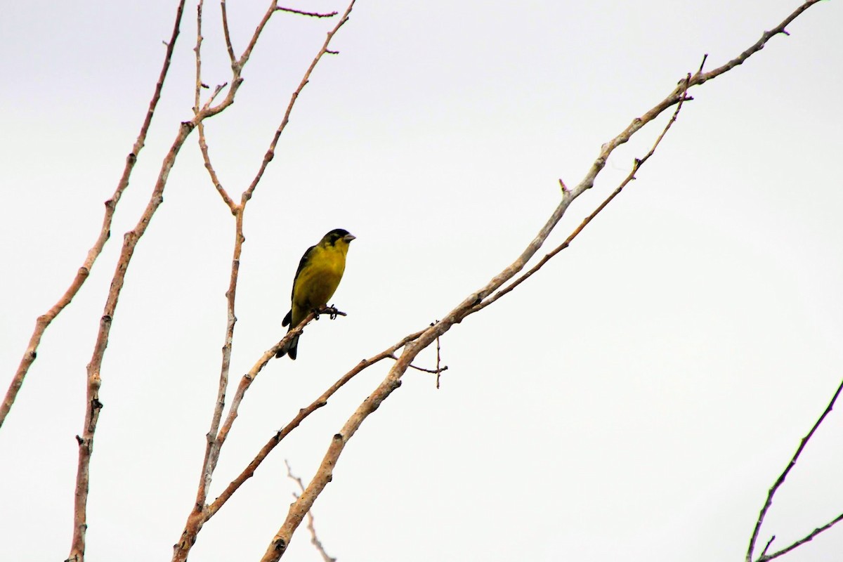 Lesser Goldfinch - ML521235101