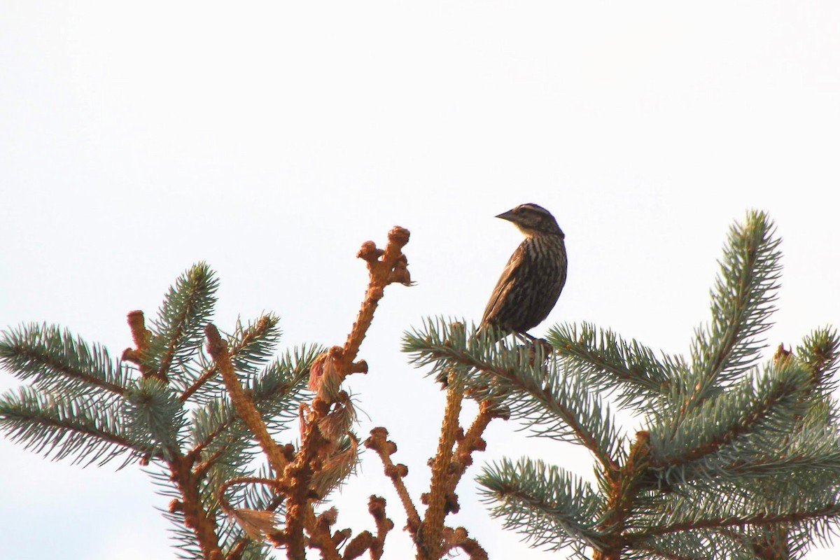 Red-winged Blackbird - ML521235111