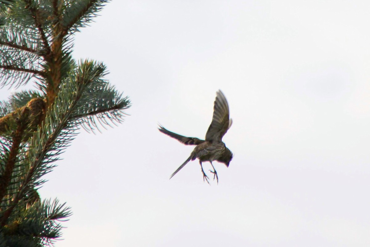 Red-winged Blackbird - ML521235121