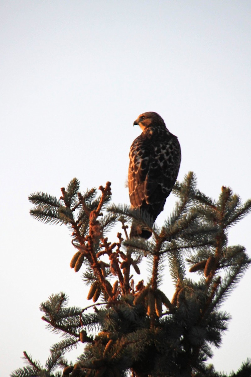 Red-tailed Hawk - ML521235211