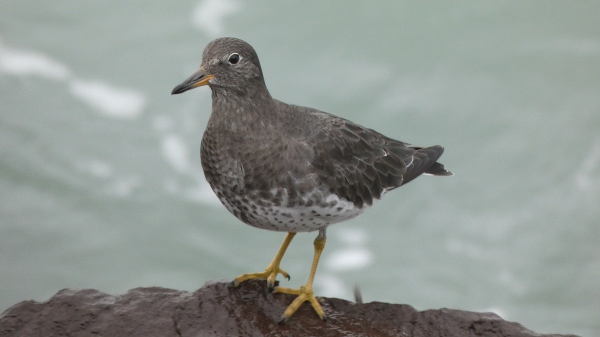 Surfbird - Ben Davis