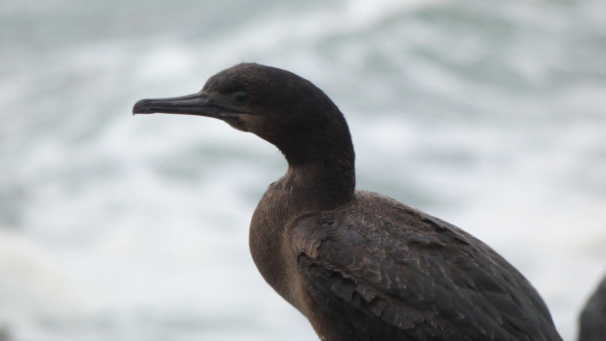 Brandt's Cormorant - Ben Davis