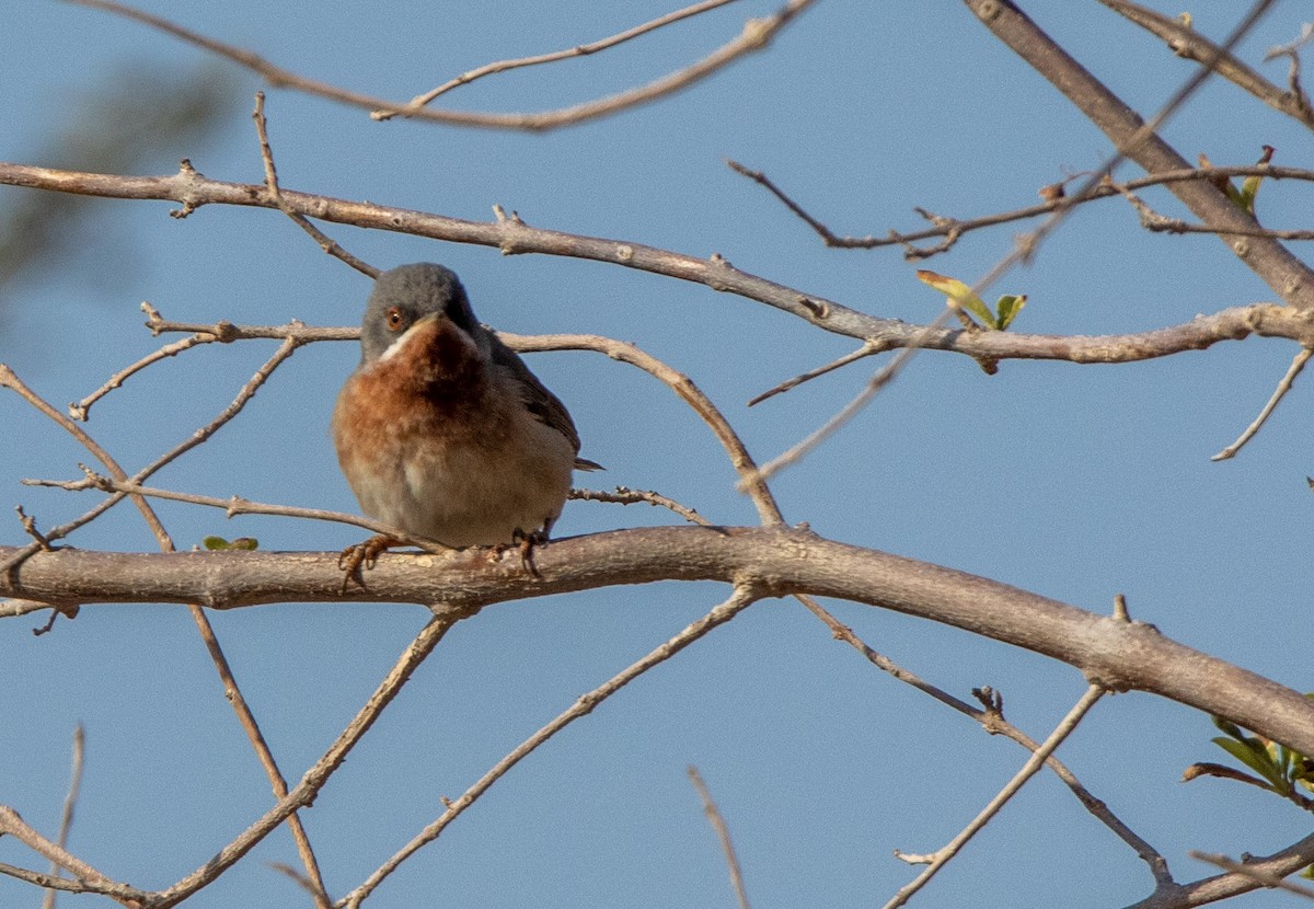 Eastern Subalpine Warbler - ML521236241