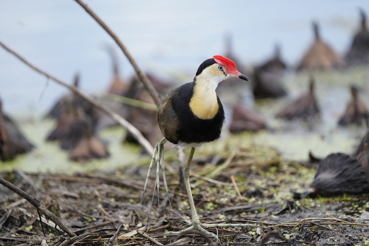 Comb-crested Jacana - ML521238421