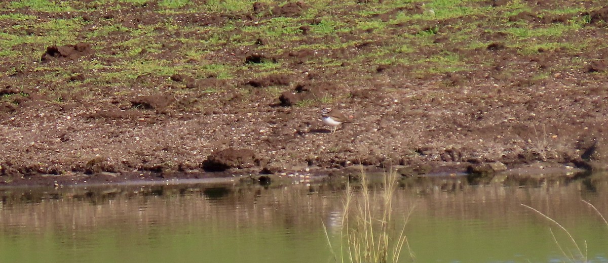 Killdeer - Petra Clayton