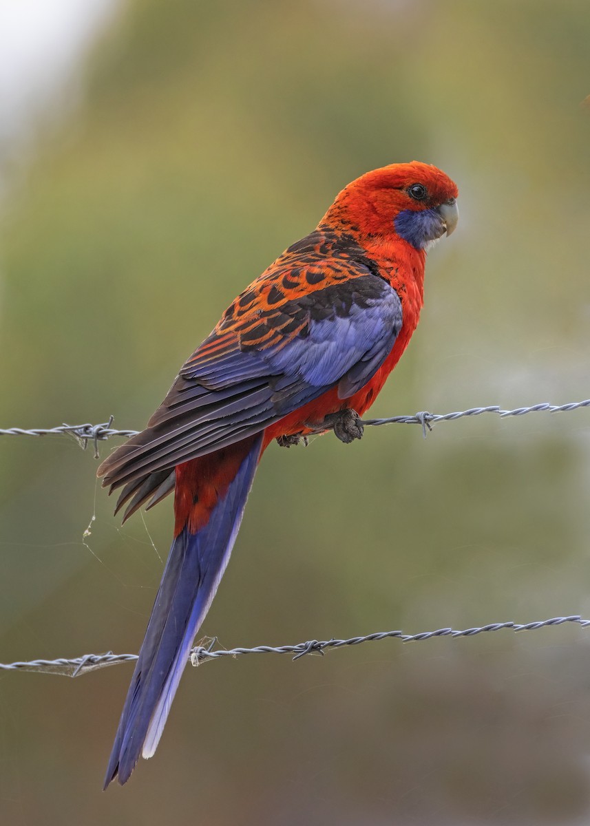 Crimson Rosella - ML521240111