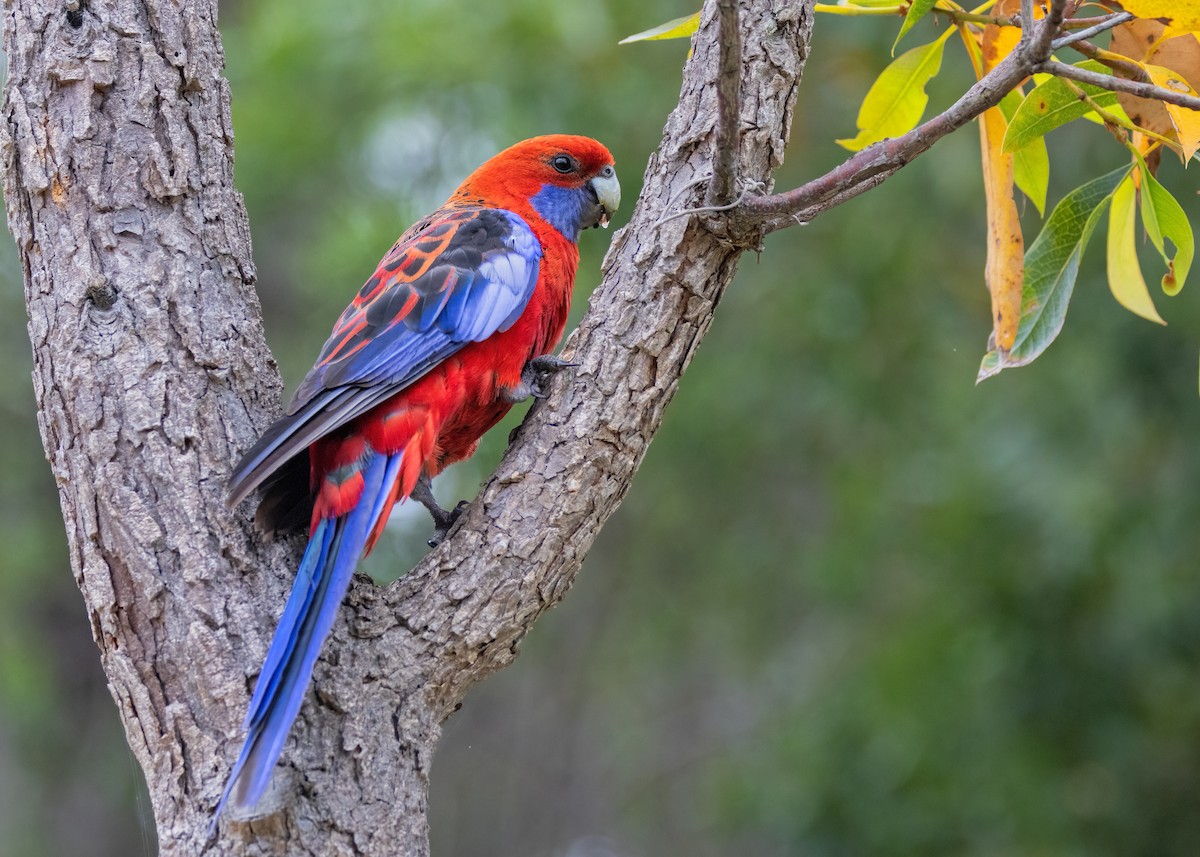 Crimson Rosella - ML521240121