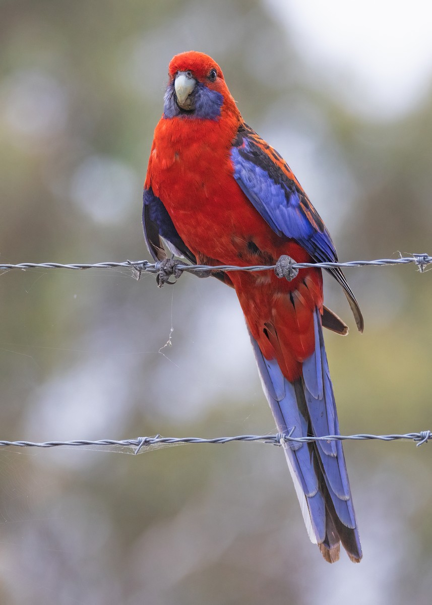 Crimson Rosella - Julie Clark