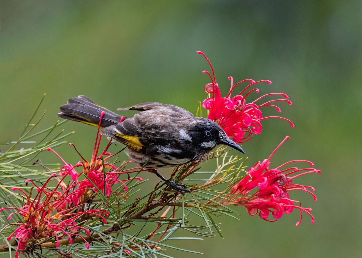 New Holland Honeyeater - Julie Clark