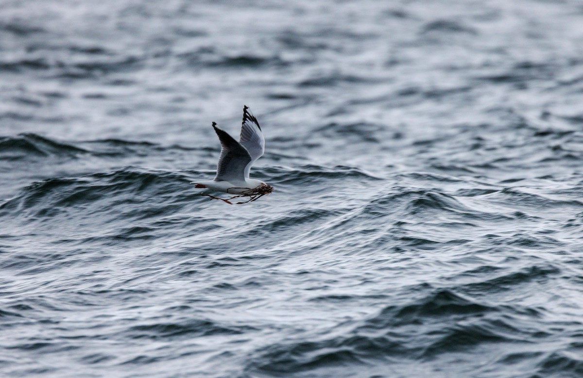 Silver Gull - Paul Rankin