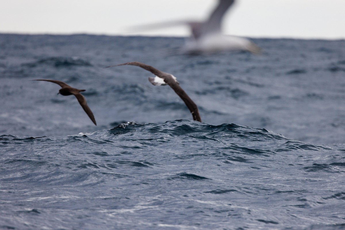 White-capped Albatross (steadi) - Paul Rankin