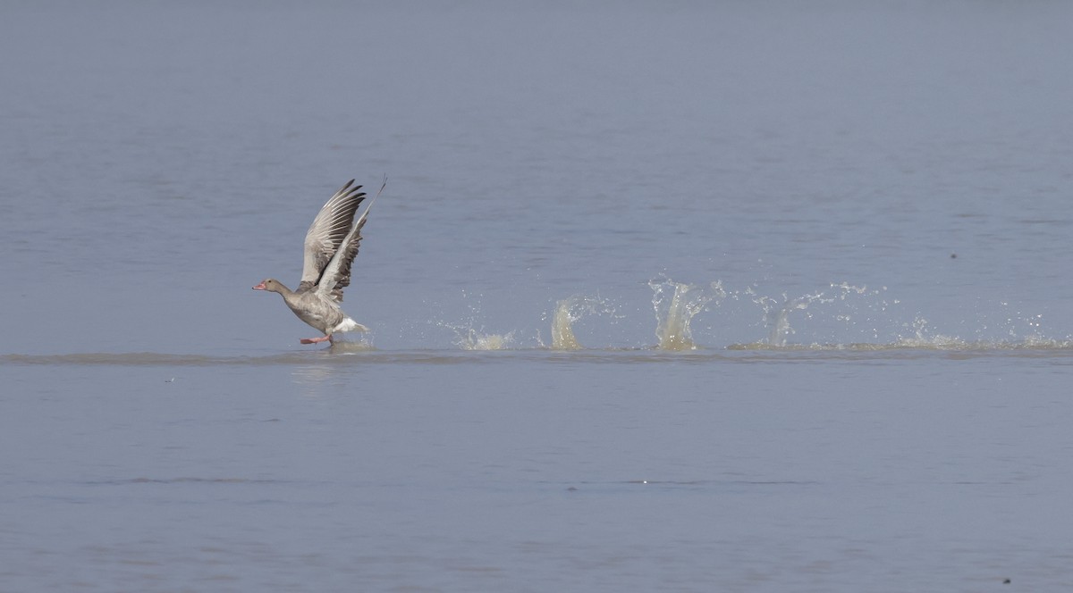 Graylag Goose - Chaiyan Kasorndorkbua