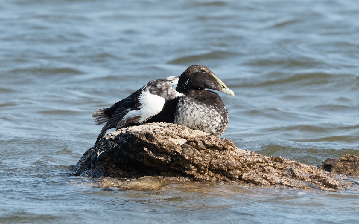 Common Eider - Emmanuel Naudot