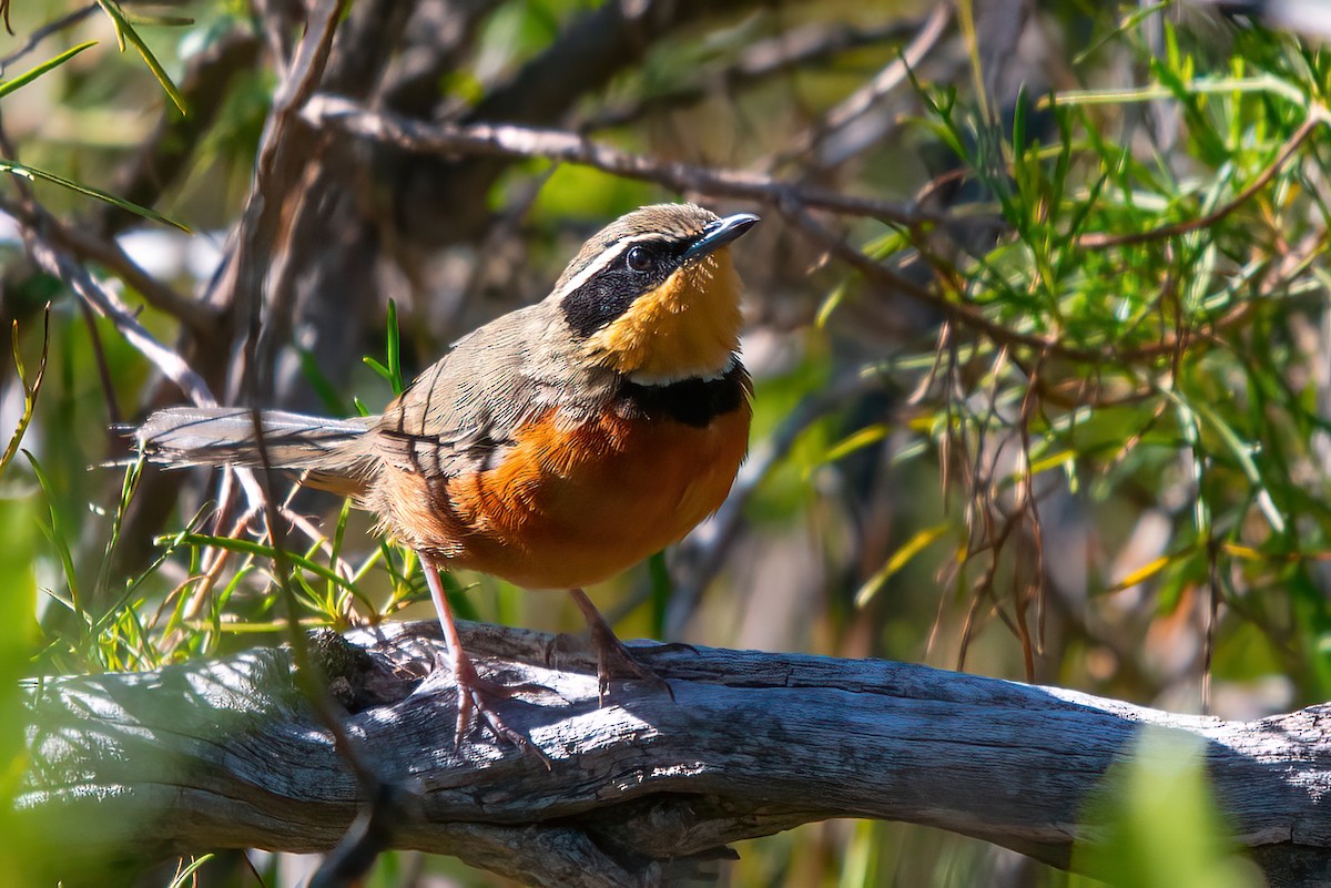 Olive-crowned Crescentchest - Jaap Velden