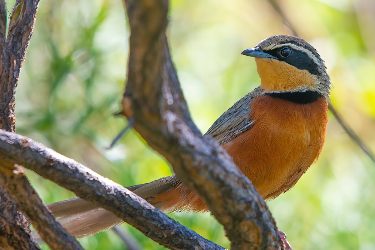 Olive-crowned Crescentchest - Jaap Velden