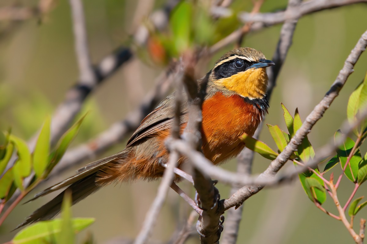 Olive-crowned Crescentchest - Jaap Velden