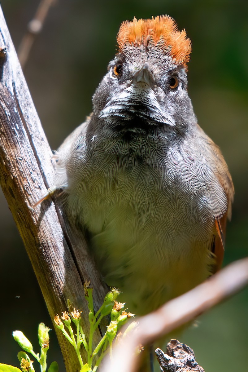 Sooty-fronted Spinetail - ML521243241