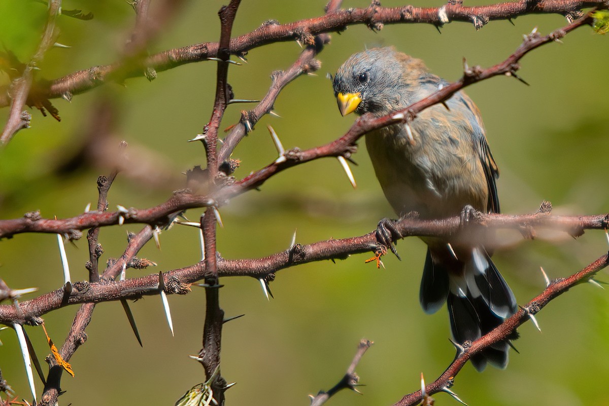 Band-tailed Seedeater - Jaap Velden