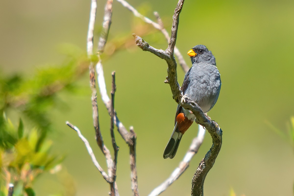 Band-tailed Seedeater - ML521243421