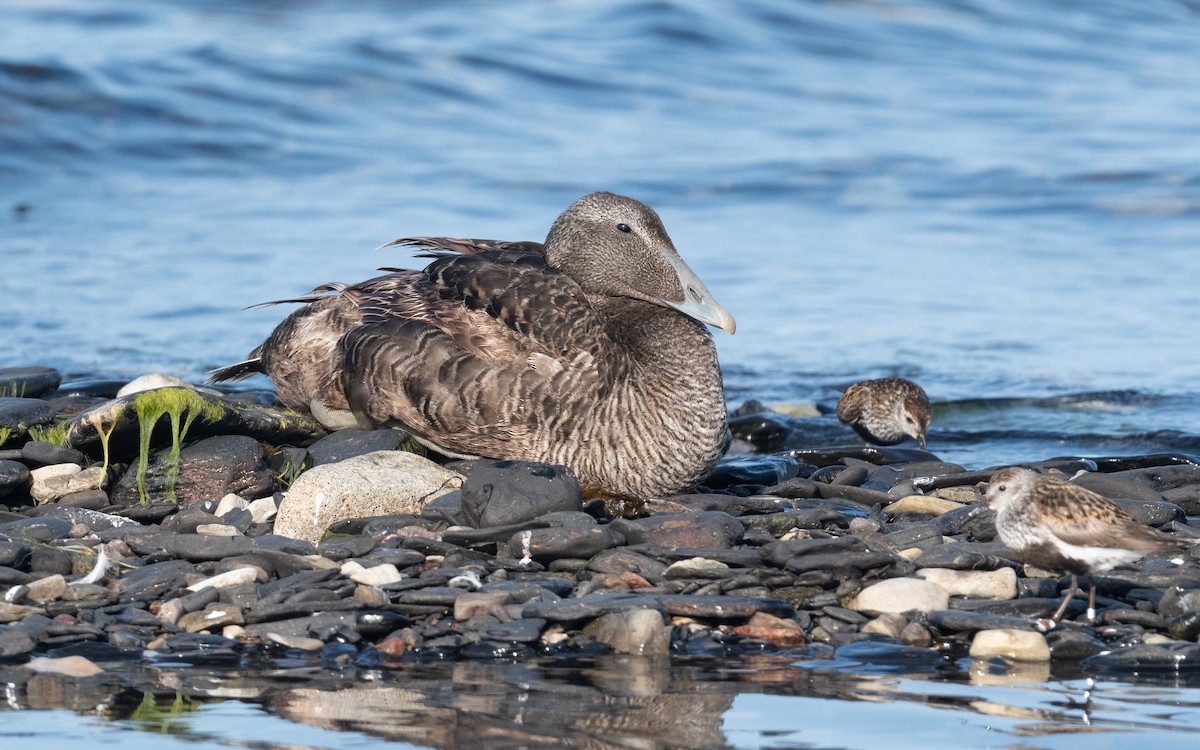 Common Eider - ML521243721