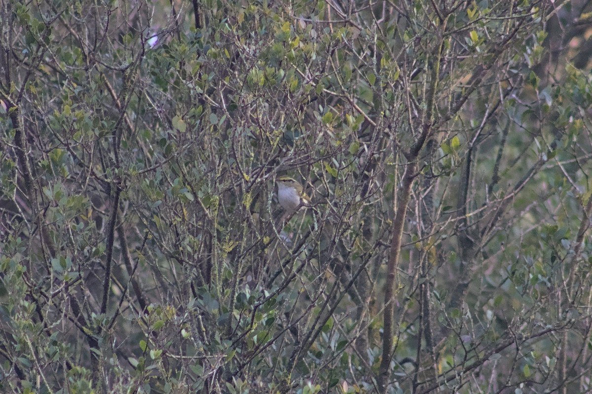 Pallas's Leaf Warbler - ML521243761