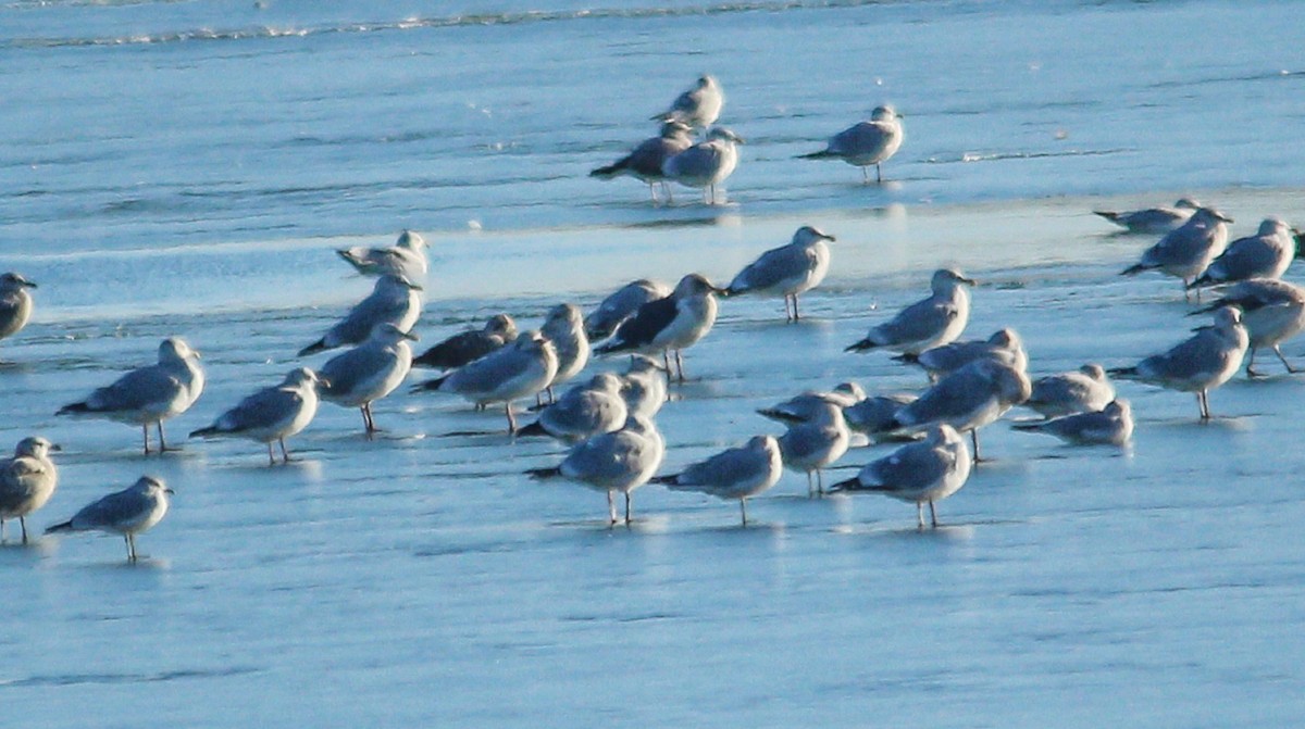 Gaviota de Kamchatka - ML521244061