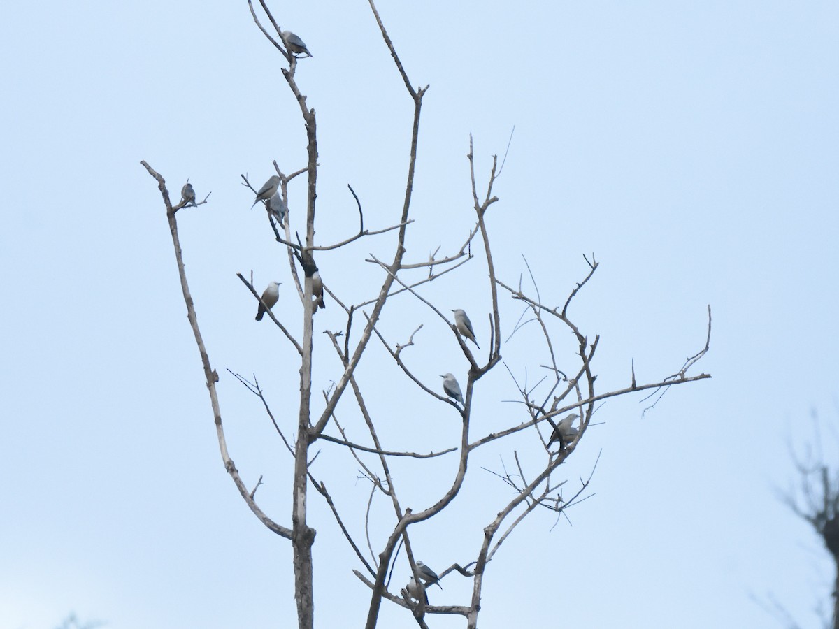 Malabar Starling - Usha Viswanathan