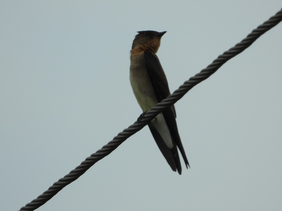 Southern Rough-winged Swallow - Jose Fernando Sanchez O.