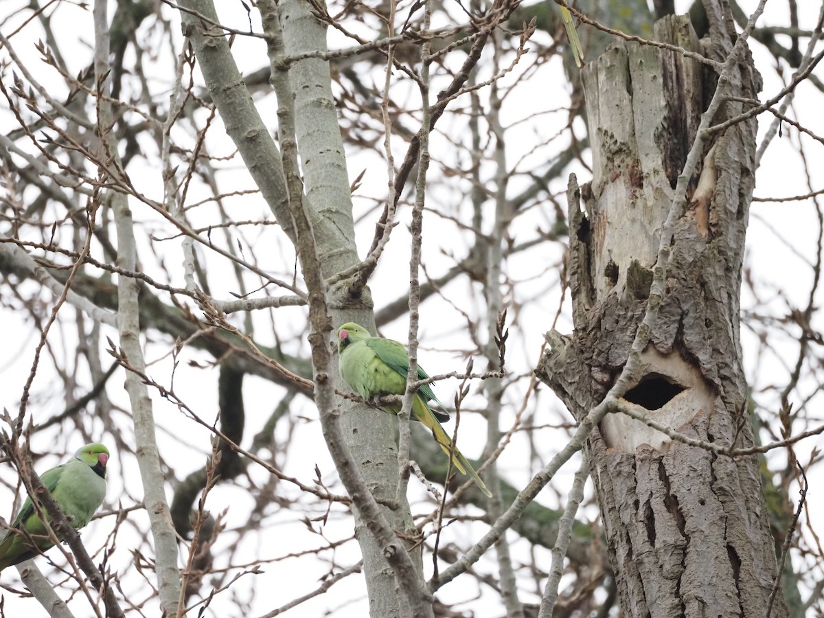 Rose-ringed Parakeet - ML521245831