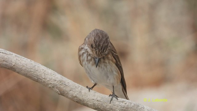 Spotted Flycatcher - ML521245901