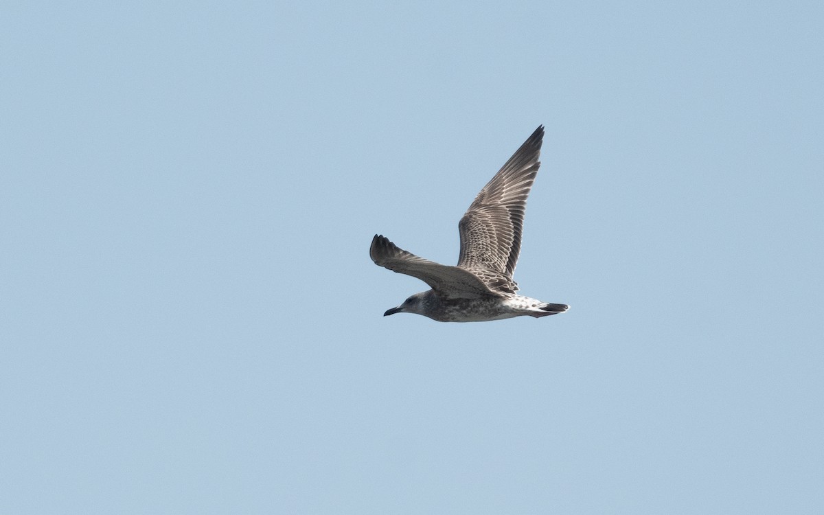 Caspian Gull - ML521247681