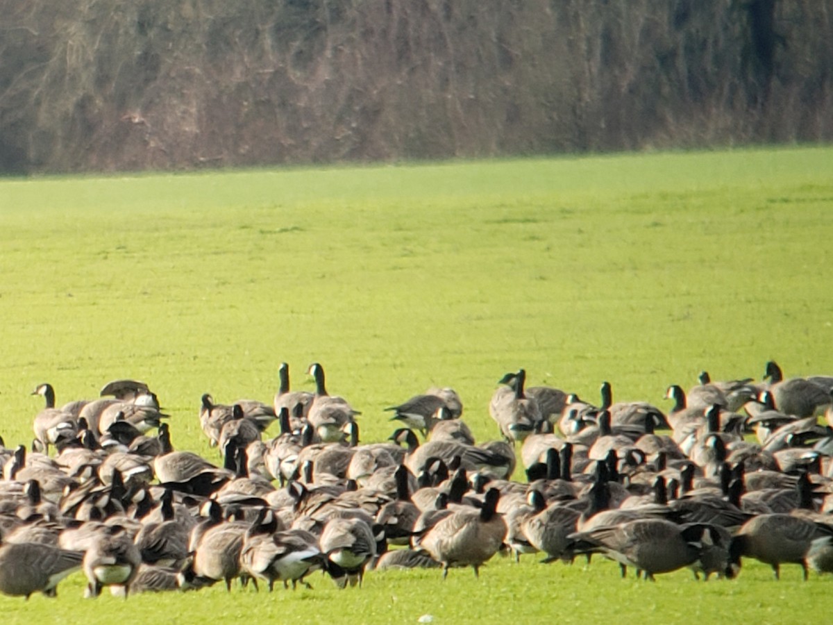 Cackling Goose (minima) - ML521247701