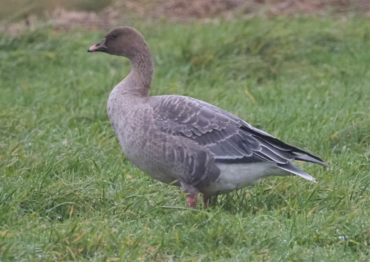 Pink-footed Goose - ML521248151