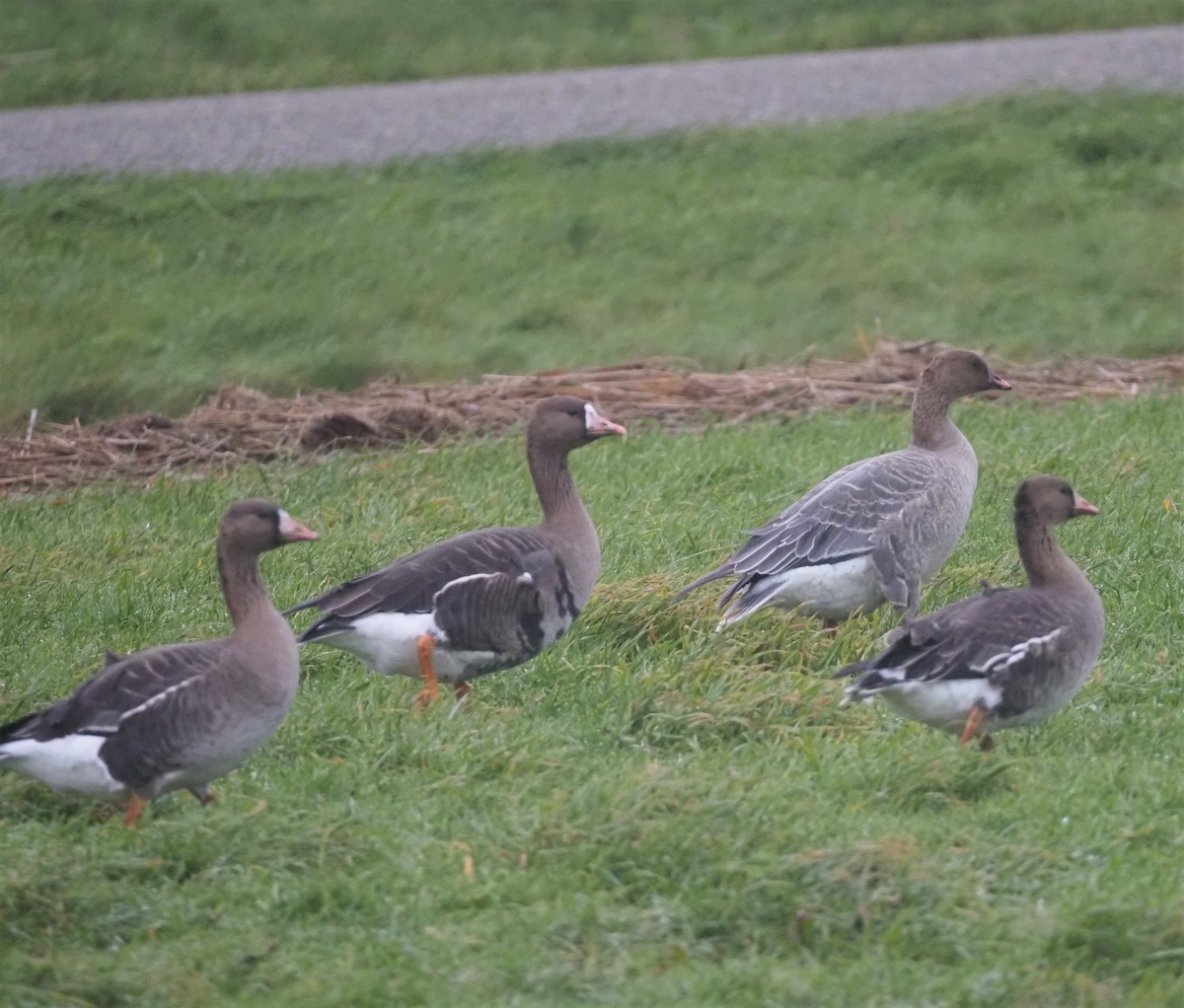 Pink-footed Goose - ML521248161