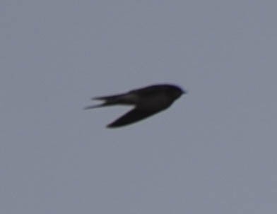 Barn Swallow - ML521249671