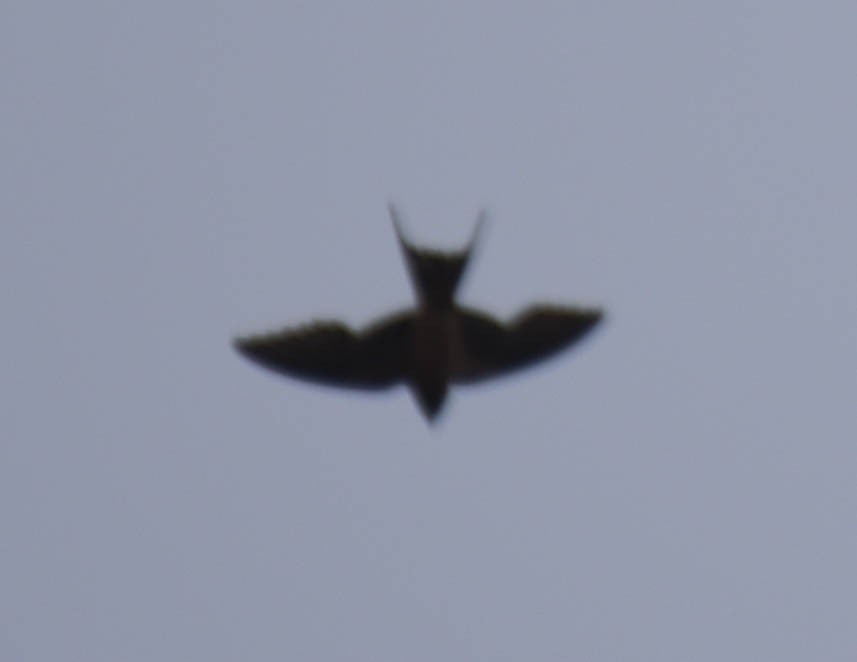 Barn Swallow - ML521249681