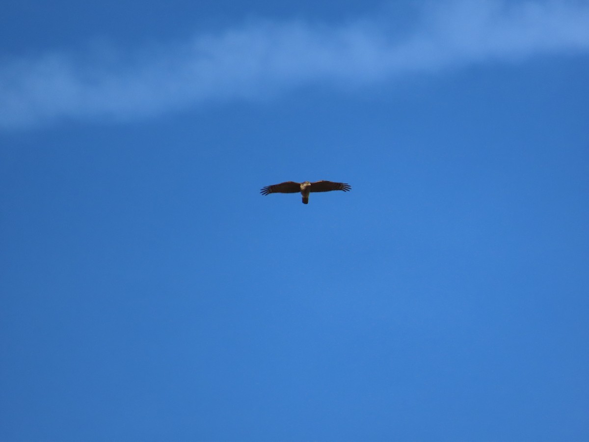 Eurasian Sparrowhawk - ML521250101