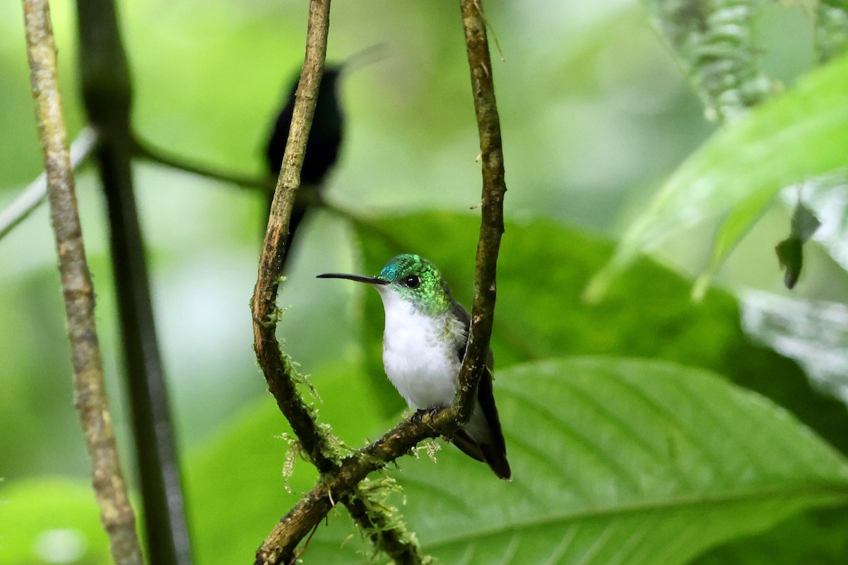 kolibřík andský - ML521250281