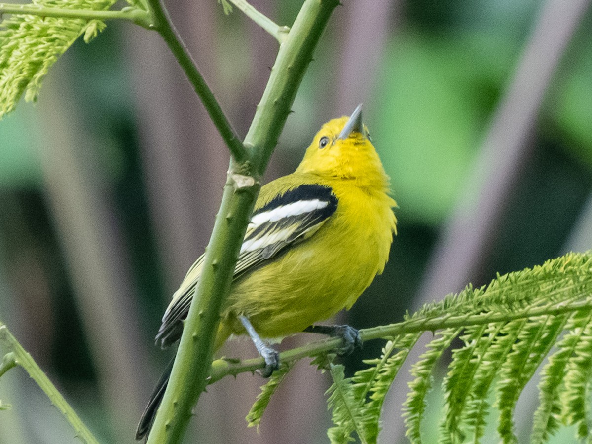 Common Iora - ML521250321