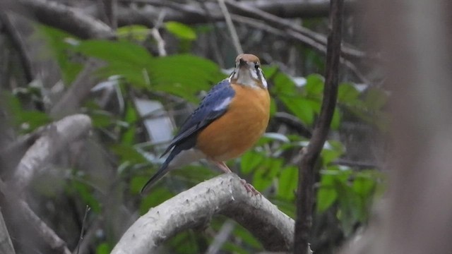 Grive à tête orange - ML521252441