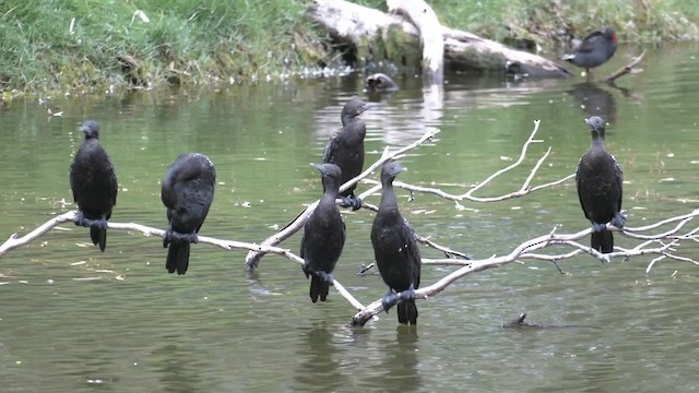 Little Black Cormorant - ML521252551