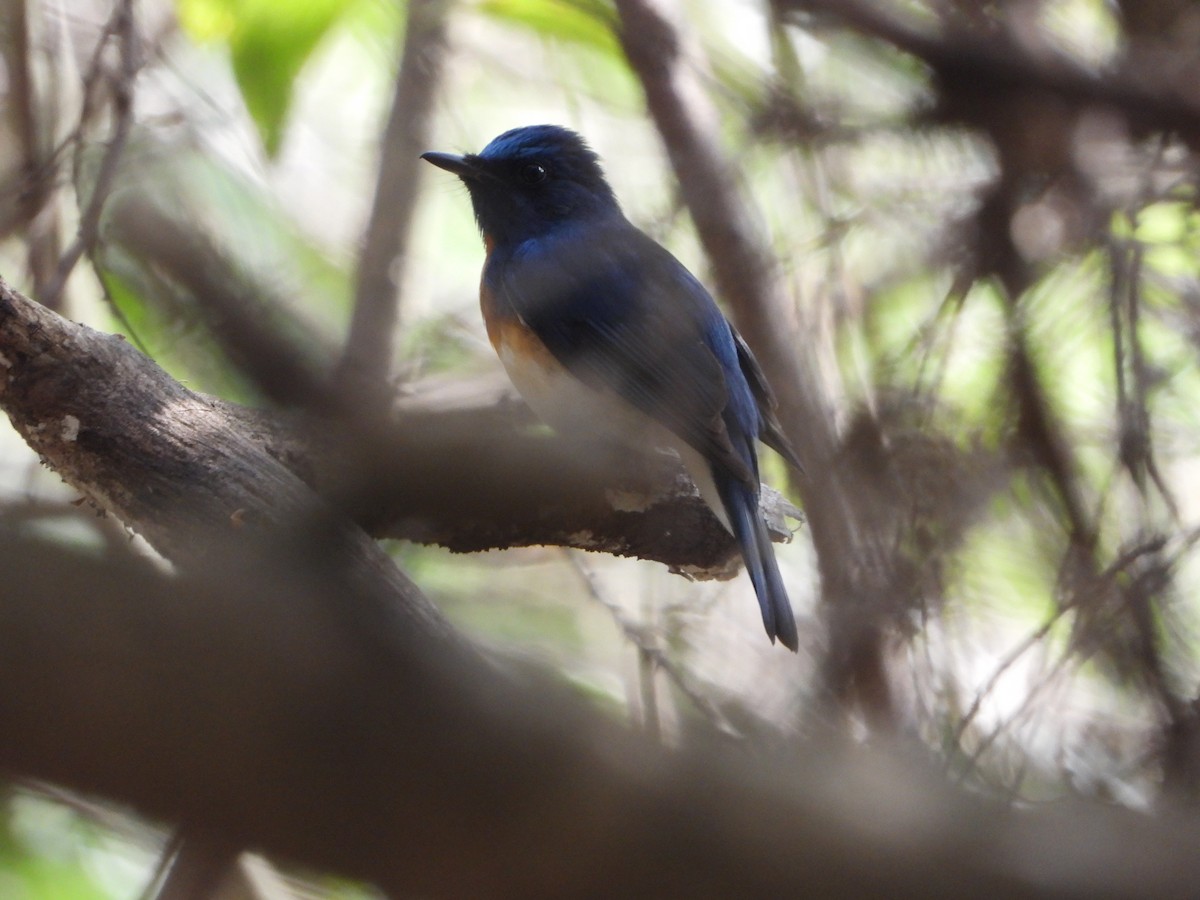 Blue-throated Flycatcher - ML521252571