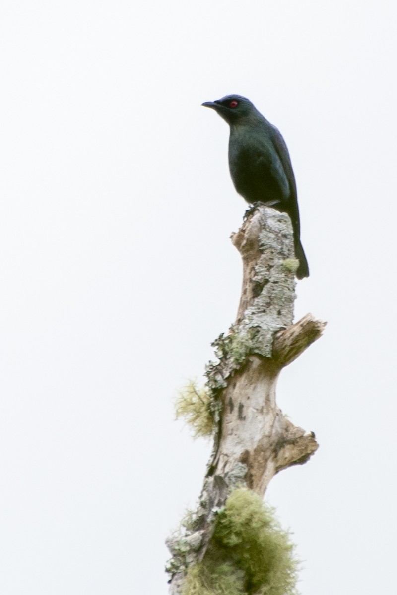Short-tailed Starling - ML521252651