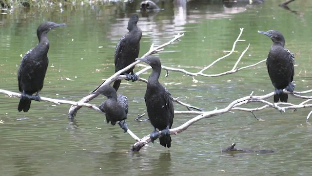 Little Black Cormorant - ML521252681