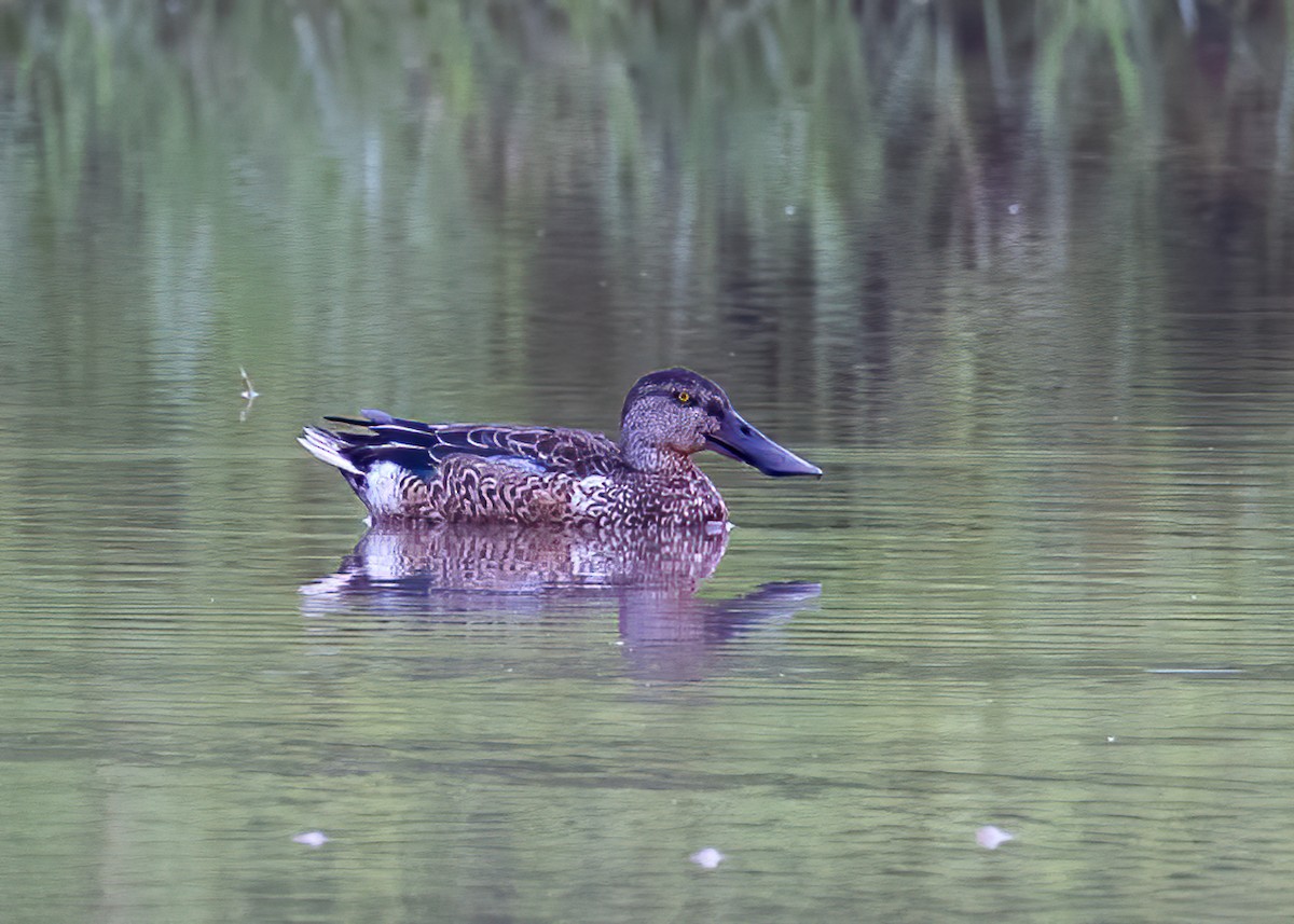 Northern Shoveler - ML521252851