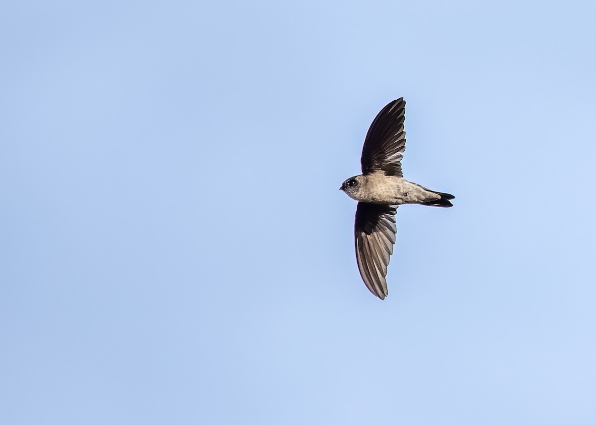 Germain's Swiftlet - ML521253041