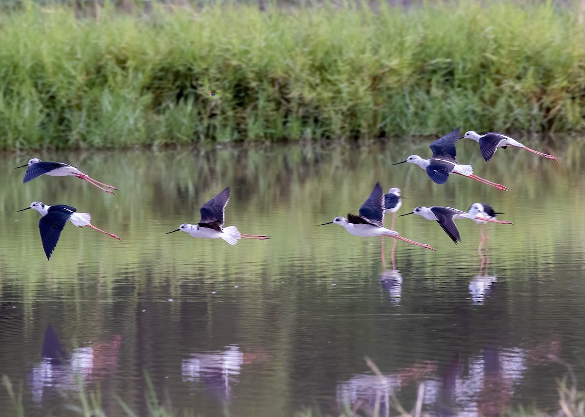 Black-winged Stilt - ML521253161