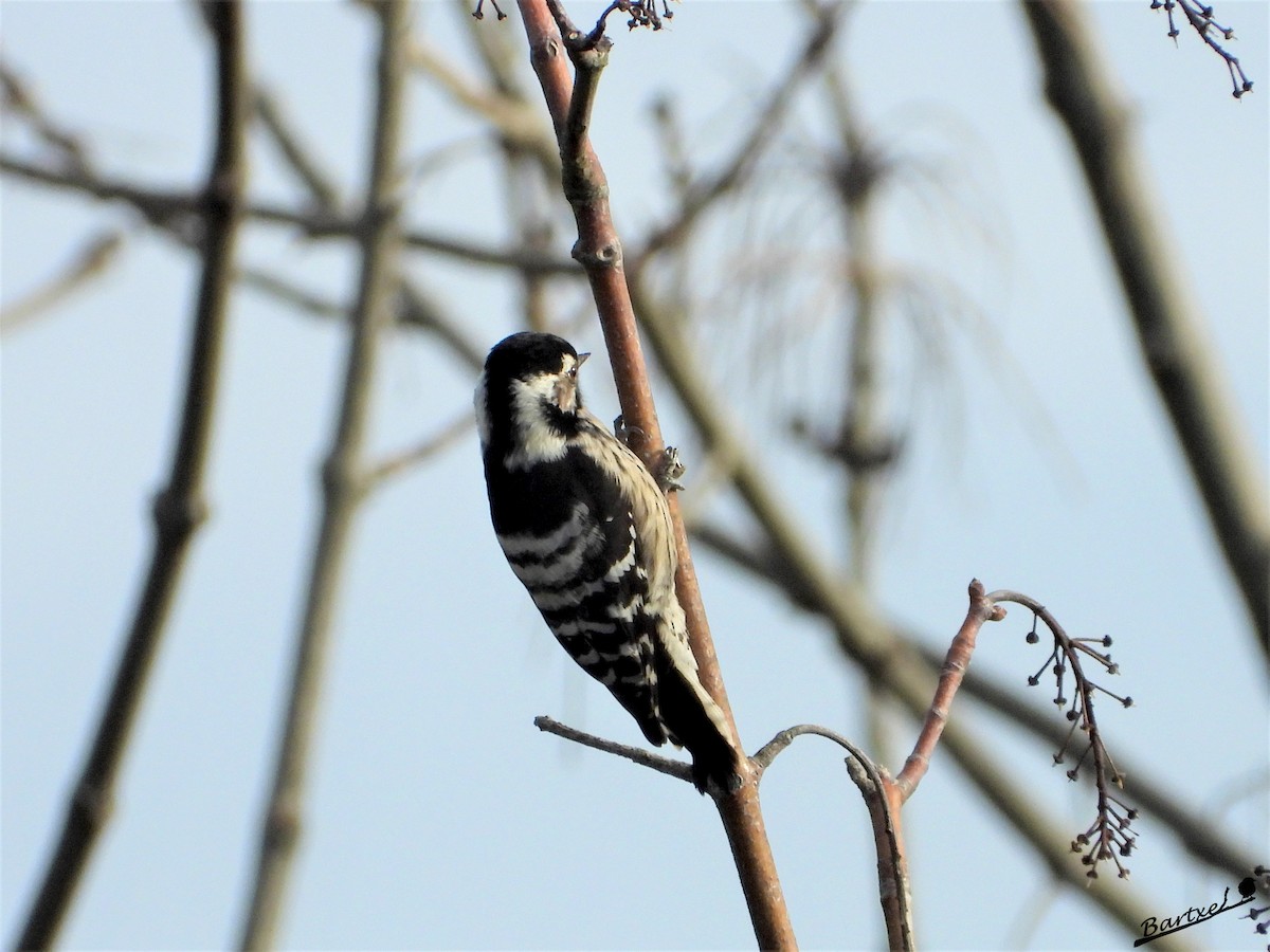 Lesser Spotted Woodpecker - J. Alfonso Diéguez Millán 👀