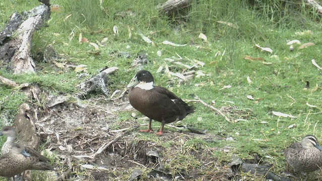 anatidé sp. (canard sp.) - ML521254091