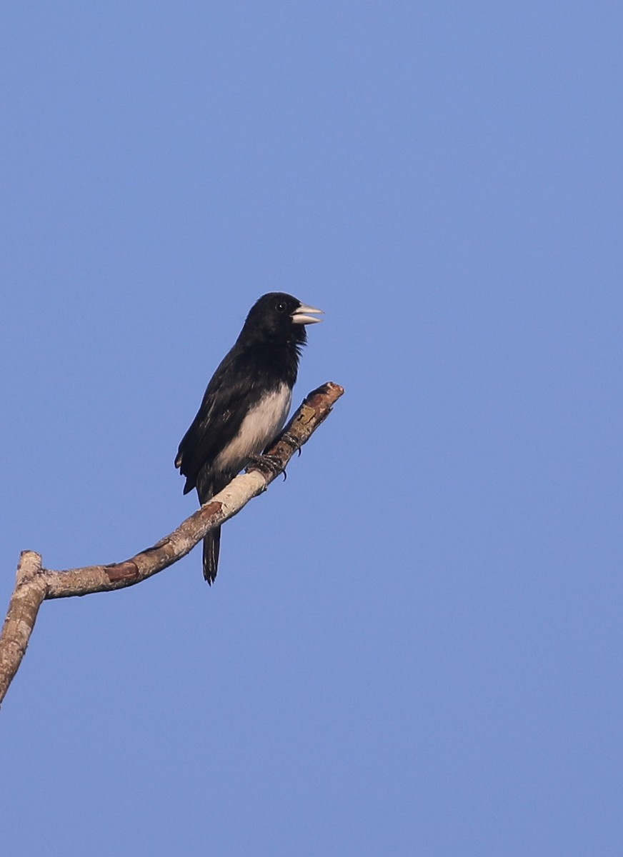 Cone-billed Tanager - ML521254491